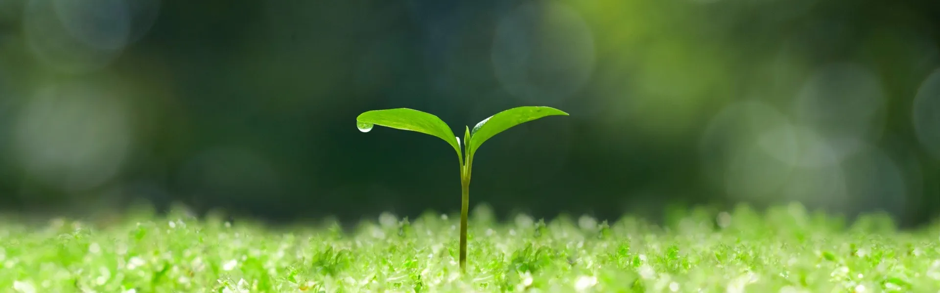 メンタルヘルスを守る新入社員のストレス対策と適応力アップの秘訣